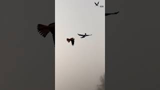 Kingfisher getting attacked by a falconShort video Falconlover5 [upl. by Ryhpez574]