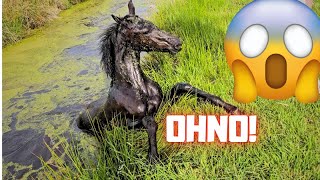 Horse in the ditch What happened Belles ditch adventure😱 Friesian Horses [upl. by Neelyak]