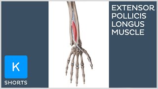 Extensor pollicis longus muscle in less than 1 minute  Kenhub shorts [upl. by Kerad]