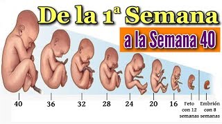 👶 EMBARAZO SEMANA A SEMANA 🤰 Desarrollo Fetal Desde la Semana 1 a la 40 en el Vientre Materno ❤️ [upl. by Baxter]