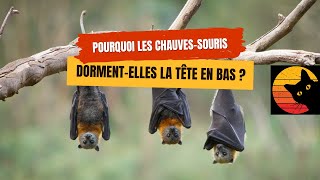 Pourquoi les chauvessouris dormentelles la tête en bas  🦇💤 [upl. by Guntar528]