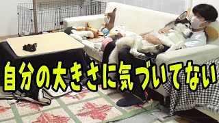 飼い主に甘える、自分の体が大きいことに気づいてないハスキー犬とトイプードル [upl. by Clotilde260]