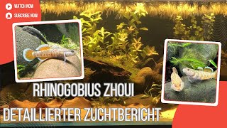 Rhinogobius Zhoui  ein detaillierter Zuchtbericht [upl. by Ashok103]