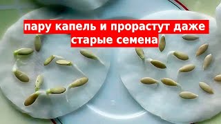 Семена прорастают за сутки Быстрая всхожесть любых семян [upl. by Ayeka]