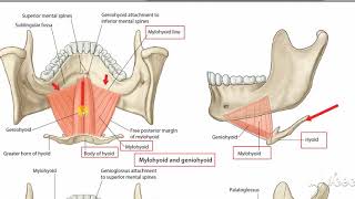 Suprahyoid muscles 1 [upl. by Wengert]