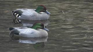 ヨシガモ  Falcated duck [upl. by Gapin]