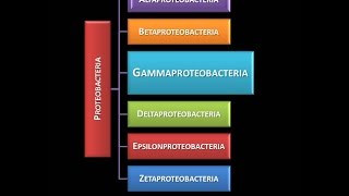 Dominio Bacteria Phylum Proteobacteria 18  Clase Gammaproteobacteria  Introducción [upl. by Ietta]