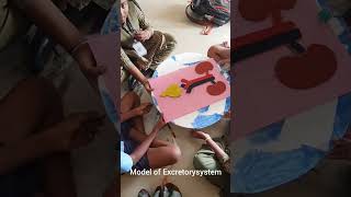 Model of Excretory system Class7th [upl. by Marashio]