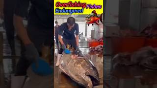 Overfishing lead to Extinction of certain species 🐠🐟fish fishing overfishing animals ytshorts [upl. by Orion]