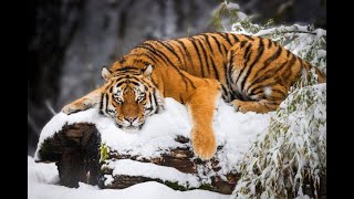 Animali tigre siberiana [upl. by Kurtz]