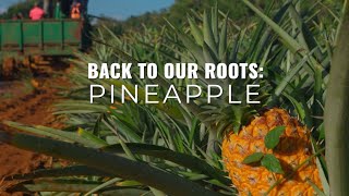 Back to Our Roots Pineapple [upl. by Ji]