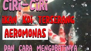 WASPADA CIRI IKAN KOI TERKENA AEROMONAS DAN CARA MENGOBATINYA [upl. by Mcquoid]