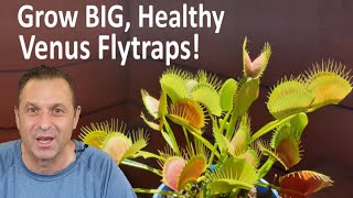 Venus Flytrap Care Tips For BIG Healthy Plants [upl. by Melise]