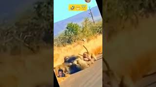 dog doglover lion cheetah lion monkey baboon baboon2wild baboon vs cheetah fight [upl. by Oreves]