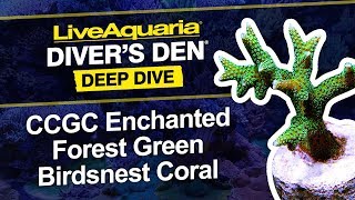 LiveAquaria® Diver’s Den® Deep Dive LiveAquaria CCGC Enchanted Forest Green Birdsnest Coral [upl. by Wauters]