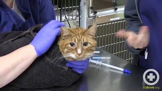 How to Administer Oral Medication to Cats [upl. by Faucher]