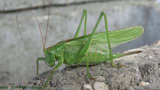 Great green bushcricketTettigonia viridissimaHow to with Angie [upl. by Ahseiyt187]