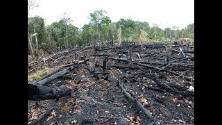 Deforestation Facts Causes amp Effects [upl. by Sitelc]