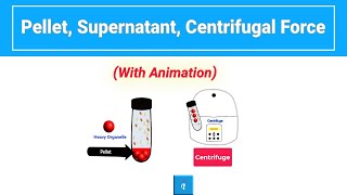 Pellet Supernatant and Centrifugal Force Explained Quickly [upl. by Ardnekahs]