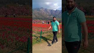 Sandese aate hai song status 💐shorts📸🎉Love Forever 💞Tulip Garden Kashmir JampK💐🎉💞 [upl. by Gaspar264]