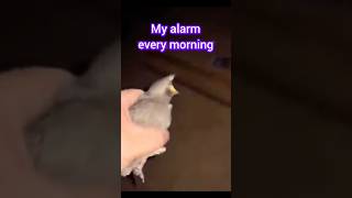 My alarm every morning 🌄 relatable 🤣 meme funny relatablemems comedymemes ankitgaming [upl. by Darryn]