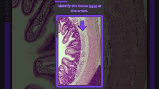 Histology Digestive System Q4 [upl. by Aierbma]