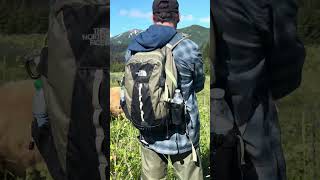 Grizzly Bear Approach Alaska grizzlybear bear brownbear alaska wildlife wildanimal grizzlyman [upl. by Ydroj]