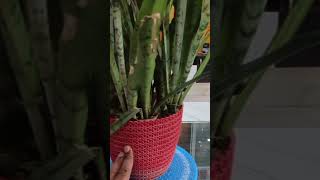 Dracaena trifasciata Asparagaceae snake plant Saint Georges sword motherinlaws tongue [upl. by Stanleigh653]