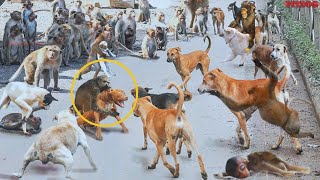 Monkey Attack on Dogs in India  250 Dogs Killed  The mother monkey seeks revenge  PITDOG [upl. by Bartram230]