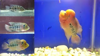 Step by Step Growth of my Red Dragon Flowerhorn Fish  Flowerhorn baby growth stages Jonty [upl. by Osman]