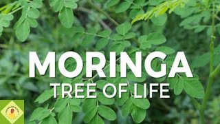 Moringa Leaves Benefits [upl. by Pamela]