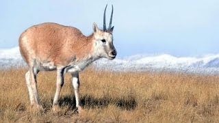 Doku Bedrohte Wildnis 12 Tibets Antilopen eine Tierart im roten Bereich HD [upl. by Llen]