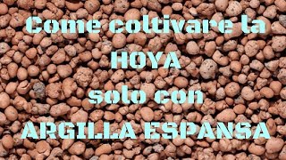 Come coltivare la hoya solo con argilla espansa [upl. by Adniuqal]