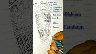 TS of Dicot stem biologydiagrams easydrawing easysteps neet ytshorts cellbiology [upl. by Ahsineg393]