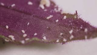 How To Kill Mealybugs [upl. by Aaberg]