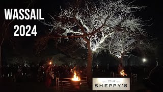 Wassail 2024  Sheppys Cider Orchards  Somerset [upl. by Landers]