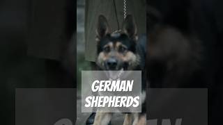 5 Facts About German Shepherds [upl. by Anitsej269]