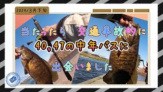 多摩川35∼2024年３月下旬（スモールマウスバス釣り）関戸橋上流、京王線鉄橋下～当たったら交通事故的に、40，47の中年バスに出会いました（稲城北緑地公園）～稲城大橋下流域（北多摩一号水門） [upl. by Lauer344]