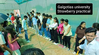 Galgotias university practical on strawberry agriculture galgotiyas 💫💥💯youtube [upl. by Oilicec]