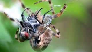 Araneus diadematus eating a fly [upl. by Nakah]