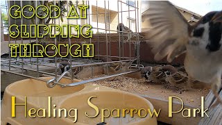 HSP20231019 Will the pigeonproofing basket be accepted by the sparrows [upl. by Gayner783]