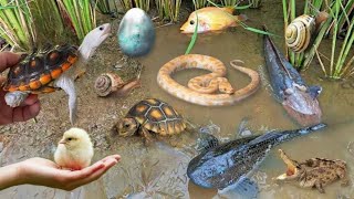 Colorful surprise eggs lobster snake cichlid betta fish turtle butterfly fish goby fish [upl. by Miguelita]