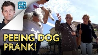 The Peeing Dog Prank  Jack Vale [upl. by Barnett740]