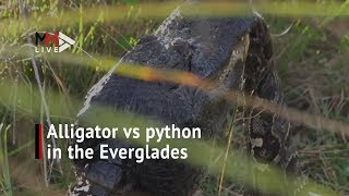 Alligator vs python The moment a huge alligator kills a Burmese python [upl. by Zolly]