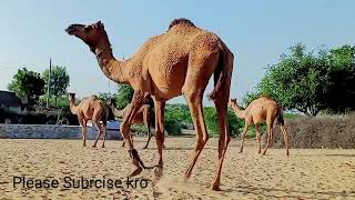 Camel Walking eating a Grass Fields onther grounded [upl. by Berlyn527]