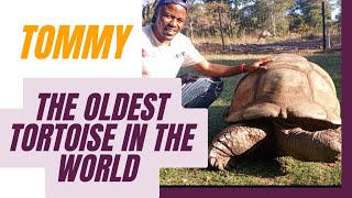 AMAZING Meet Tommy the oldest tortoise in the world  300 years [upl. by Calley]