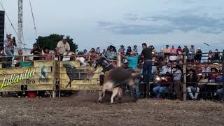 PICARDIA MEXICANA CON DESOBEDIENTE DE LA COSTA EN EL PUESTO GUANAJUATO [upl. by Naima]