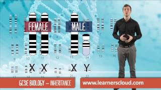 Inheritance GCSE Biology [upl. by Ylicec]