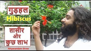 गुड़हल की तासीर और फायदे  Ayurvedic Benefits of Hibiscus Flower Gudhal Ke Phool By Nityanandam Shree [upl. by Eigna]