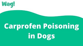 Carprofen Poisoning in Dogs  Wag [upl. by Gnus]